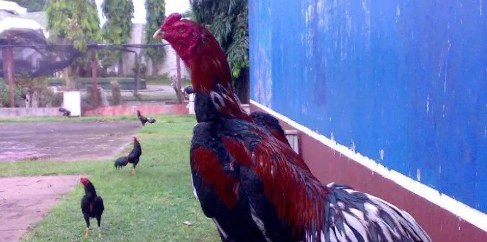 Một vài điều quan trọng cần lưu ý khi chọn gà đá