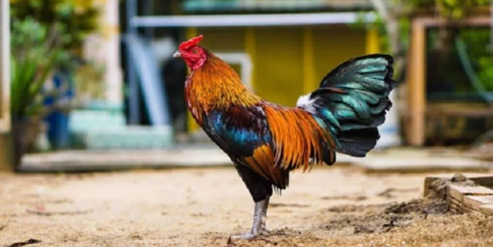 Những cách chọn gà đá chuẩn chỉ đến từ chuyên gia