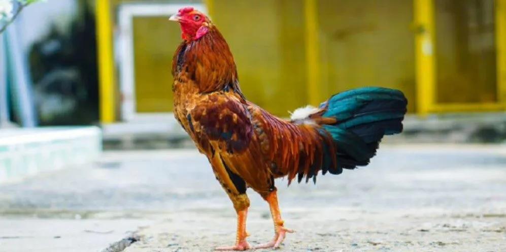 Tầm quan trọng của việc học cách chọn gà đá đúng chuẩn